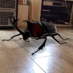 AR カブトムシ Google検索 スマートホン iPod touch7